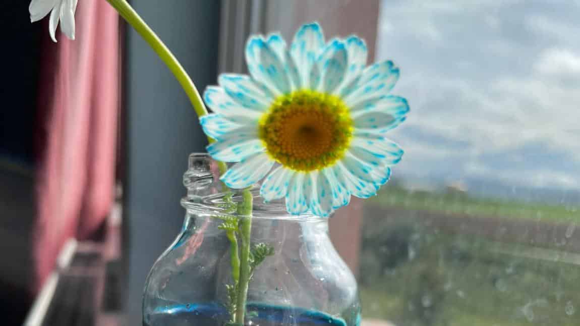 Gıda Boyalı Su ile Çiçek Boyama Etkinliğimiz